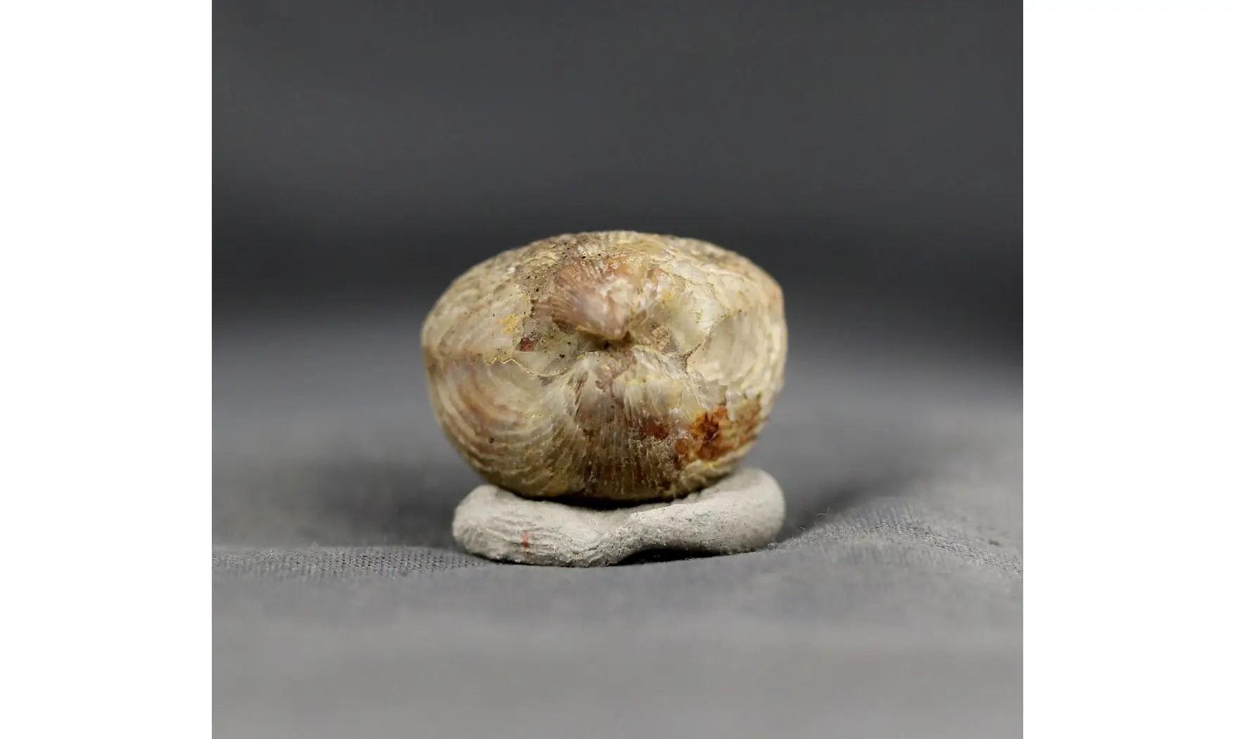Sphenorhynchia plicatella