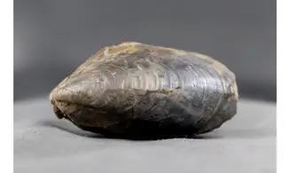 Modilius bipartitus