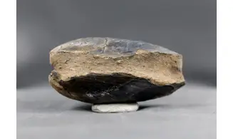 Modilius bipartitus