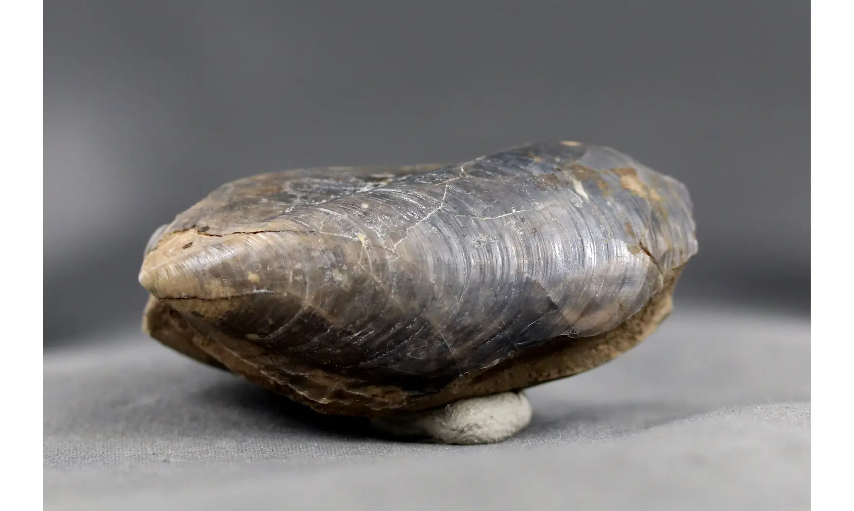 Modilius bipartitus