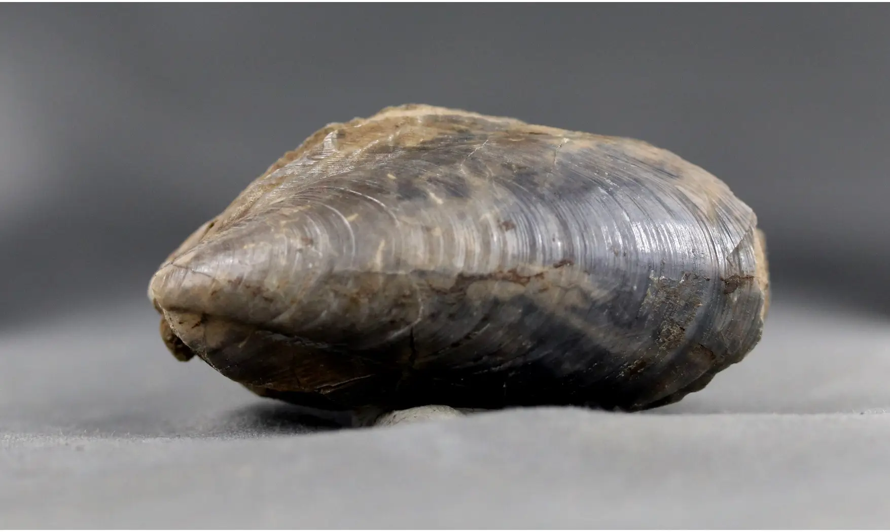 Modilius bipartitus
