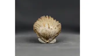Sphenorhynchia masticonensis