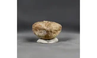 Sphenorhynchia masticonensis