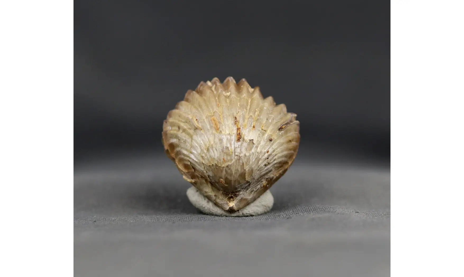 Sphenorhynchia masticonensis