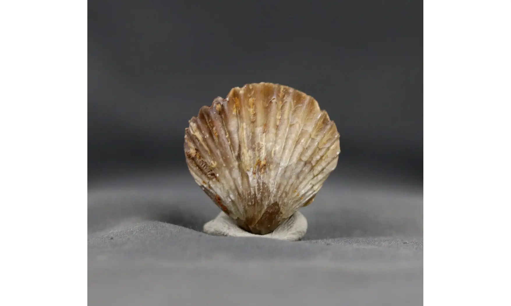 Sphenorhynchia masticonensis
