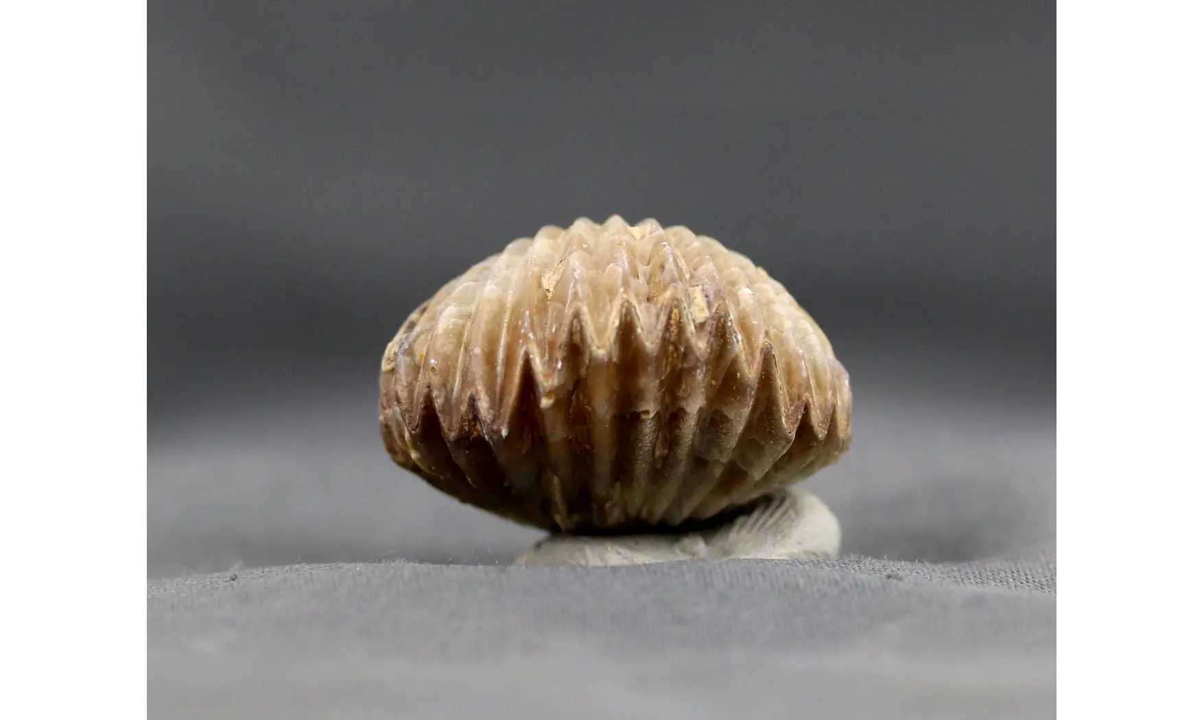 Sphenorhynchia masticonensis