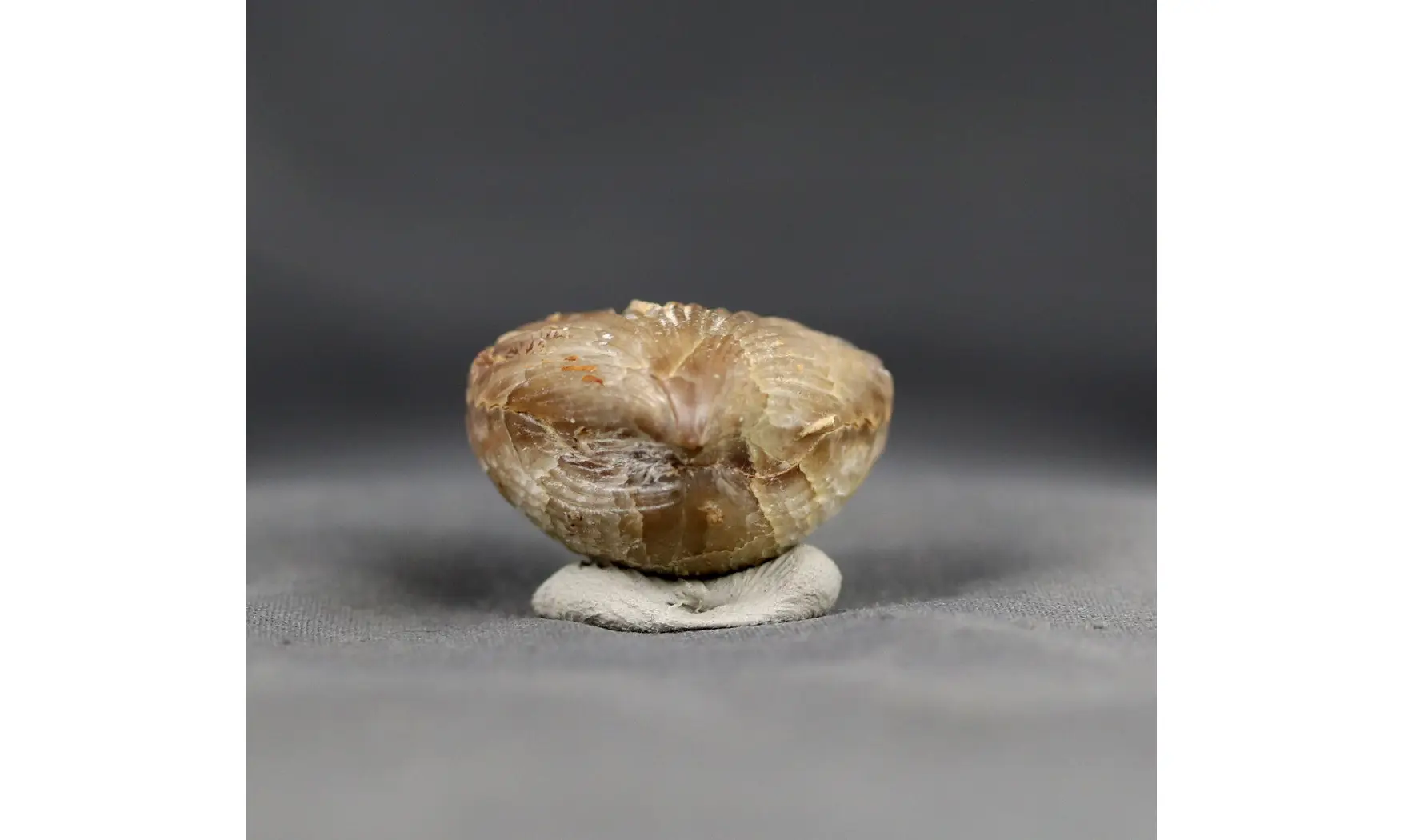 Sphenorhynchia masticonensis