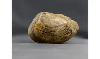 Nuculoma pollux