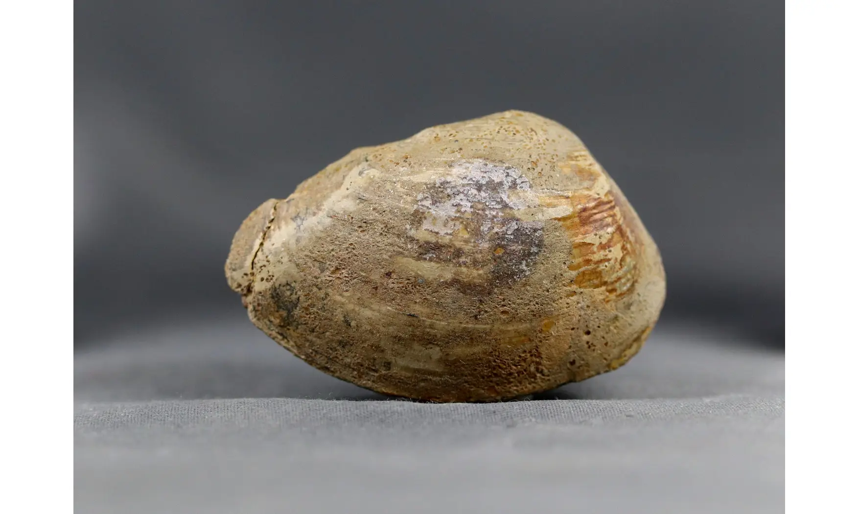Nuculoma pollux