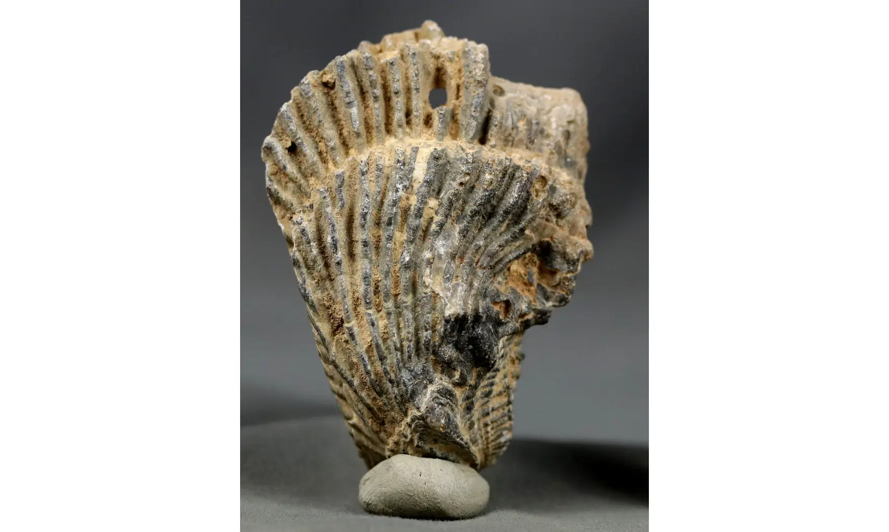 Actinostreon sp.