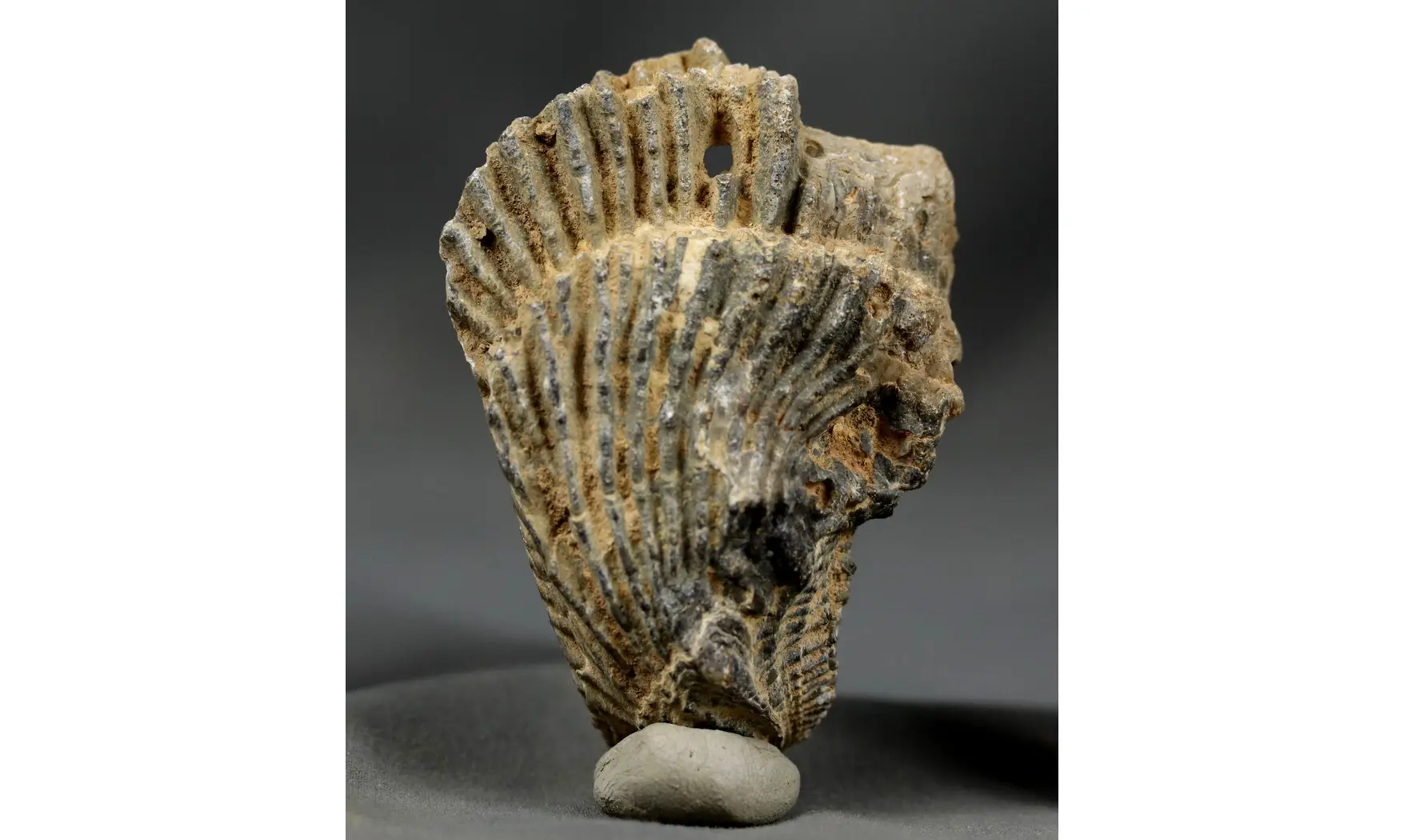 Actinostreon sp.