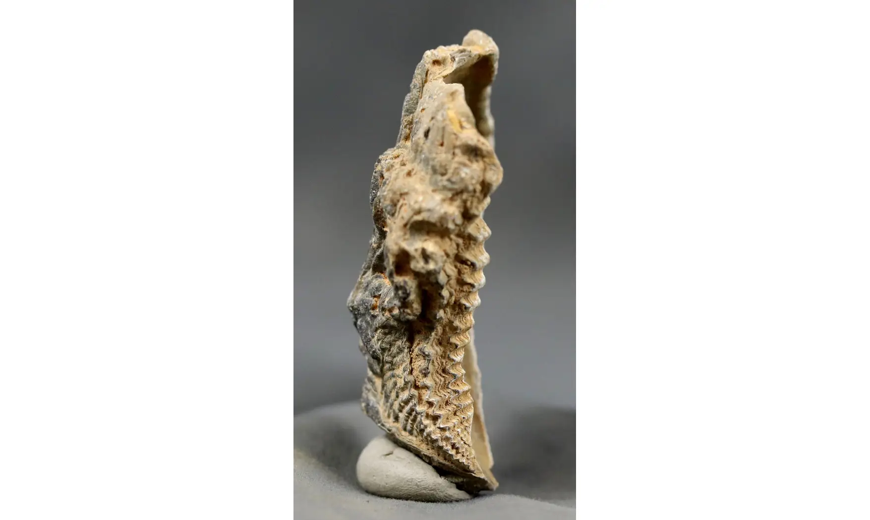 Actinostreon sp.