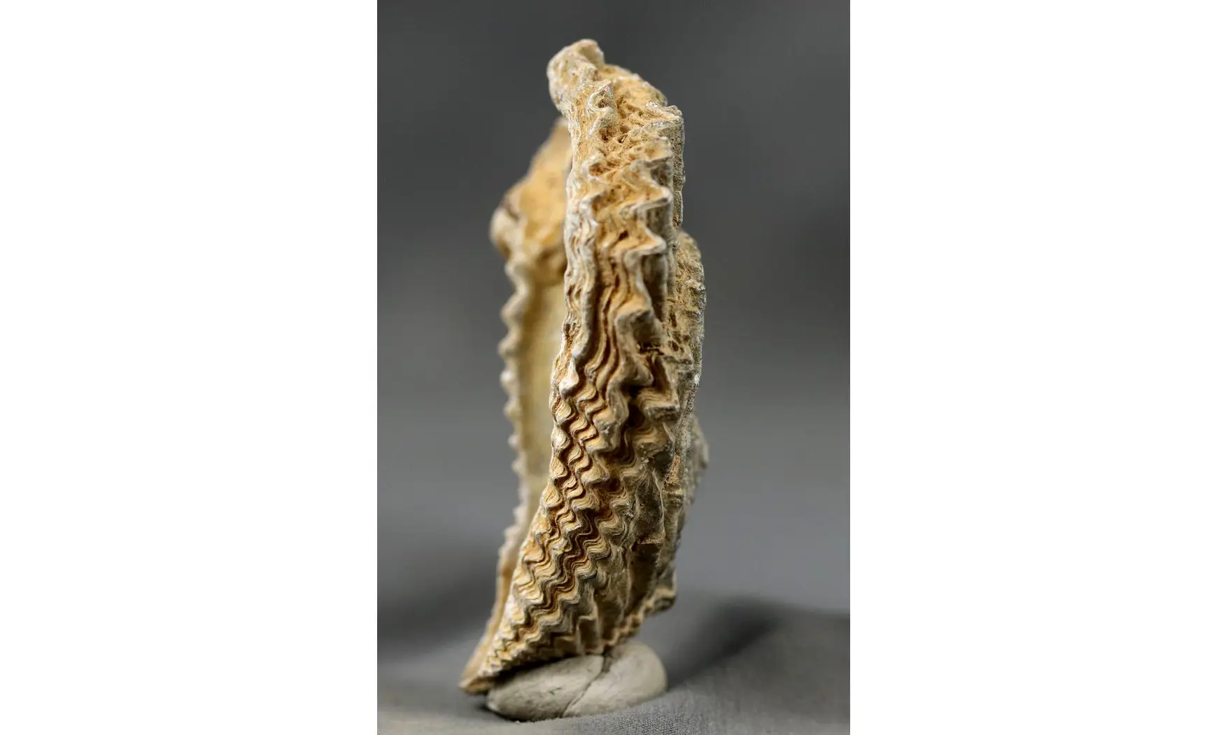 Actinostreon sp.