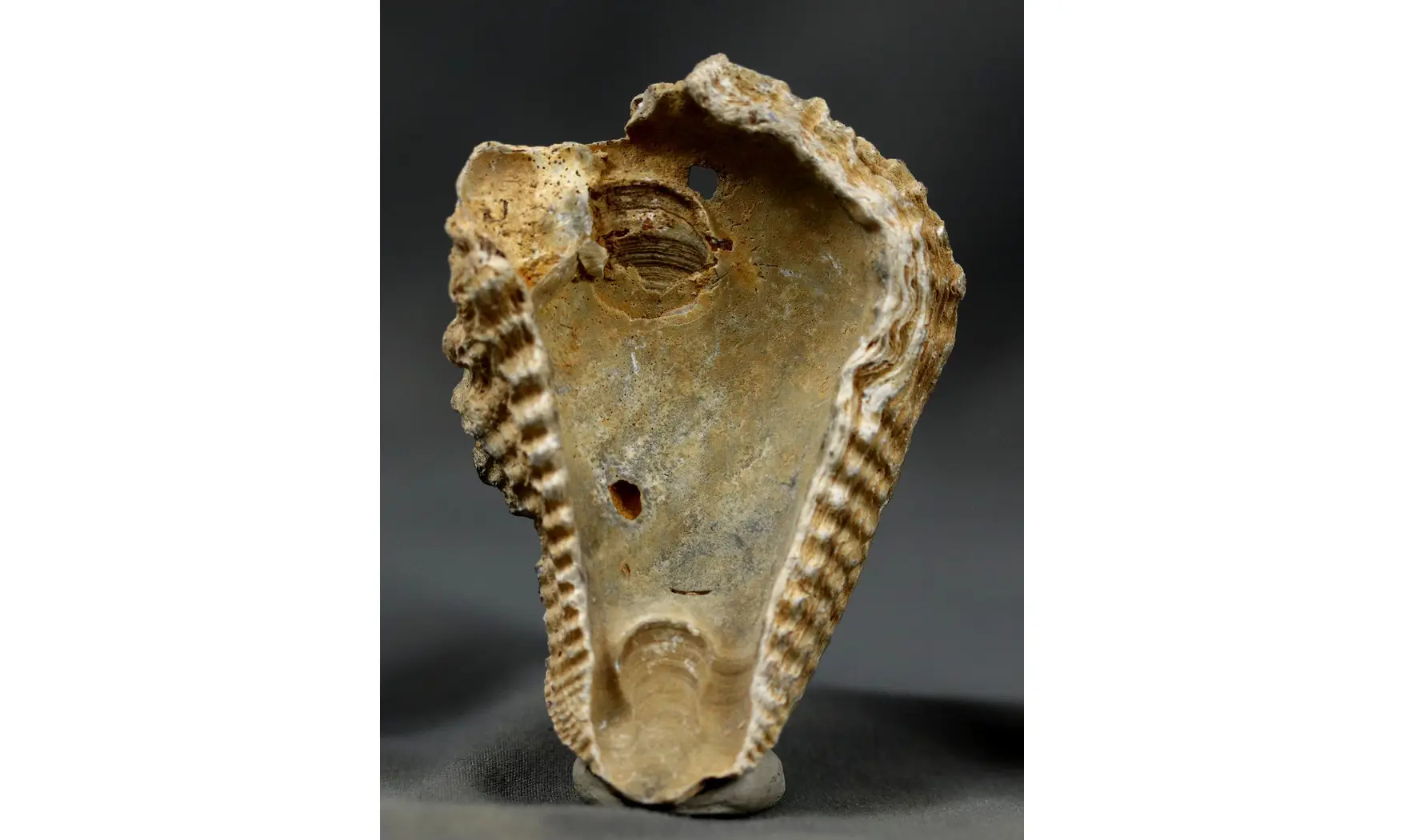 Actinostreon sp.