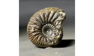 Cardioceras aff costellatum