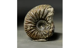 Cardioceras aff costellatum