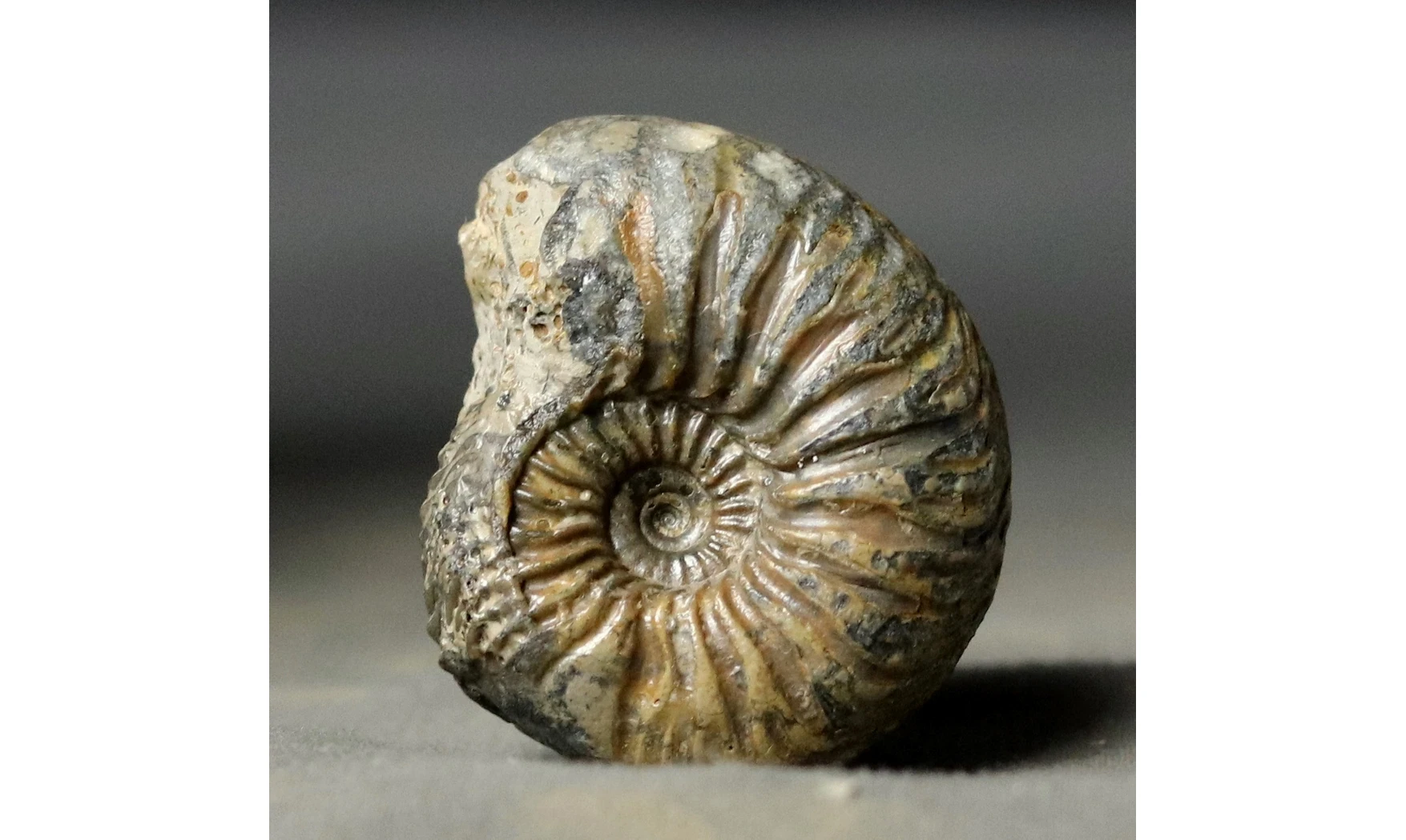 Cardioceras aff costellatum