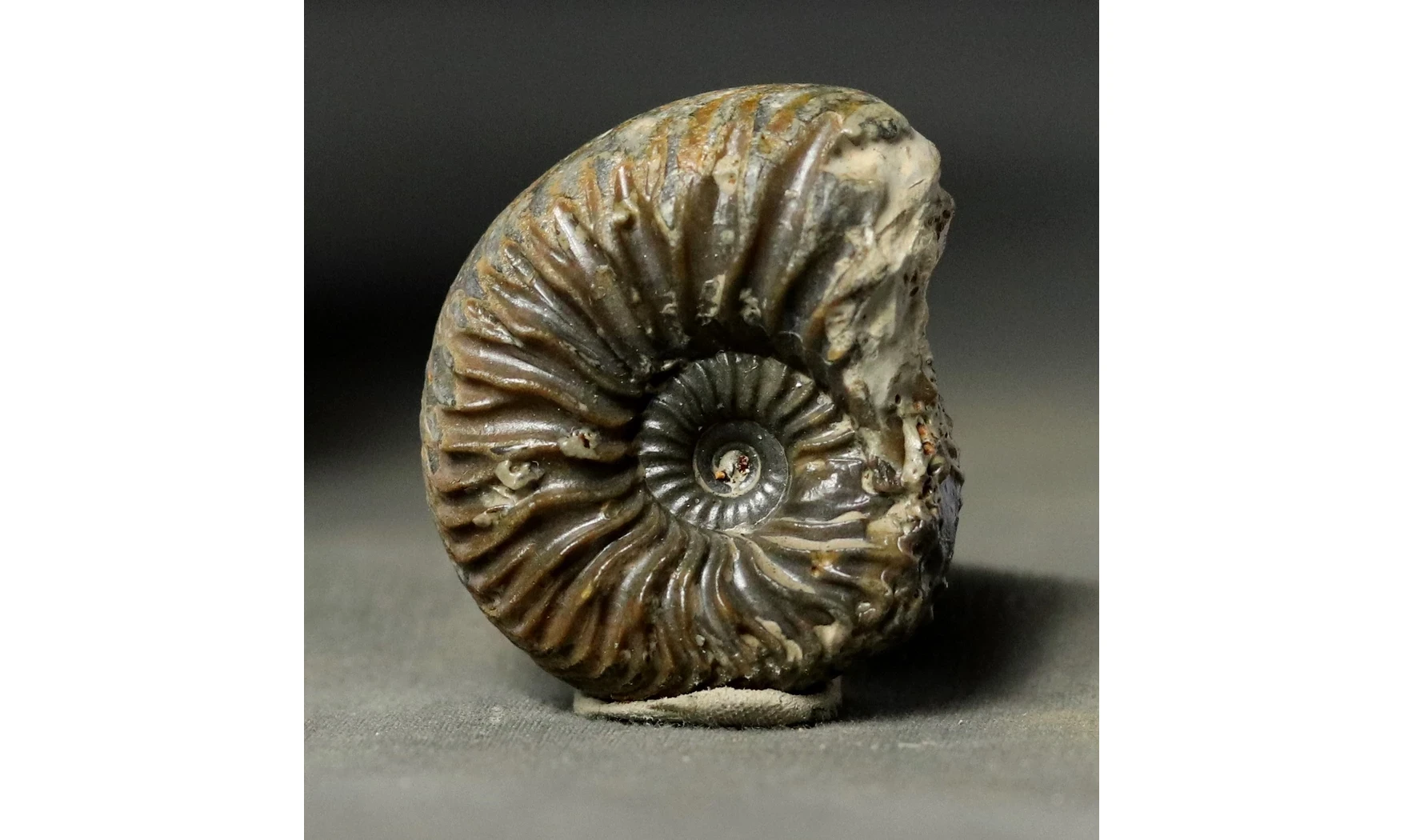 Cardioceras aff costellatum