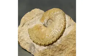 Tragophylloceras undulatum