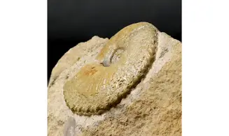 Tragophylloceras undulatum