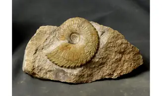 Tragophylloceras undulatum