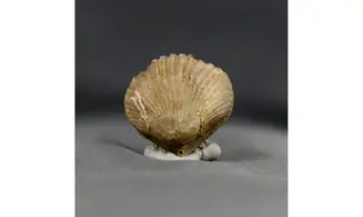 Formosarhynchia formosa