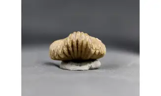 Formosarhynchia formosa