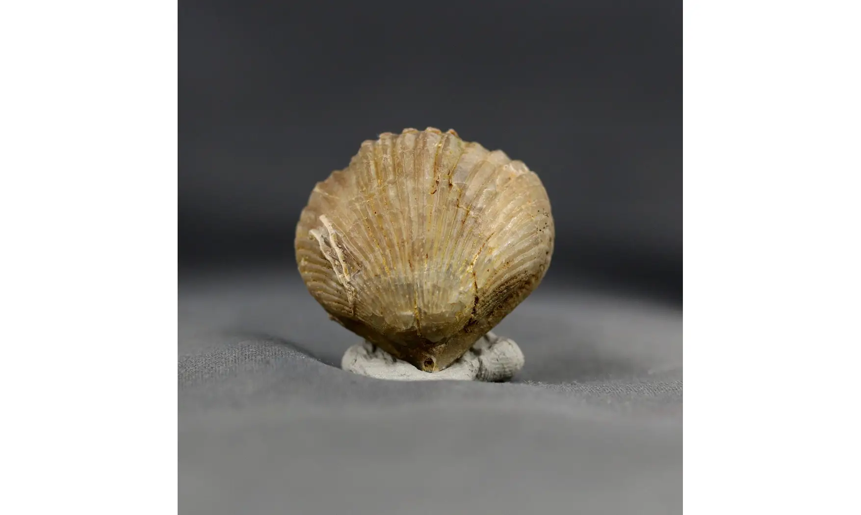 Formosarhynchia formosa