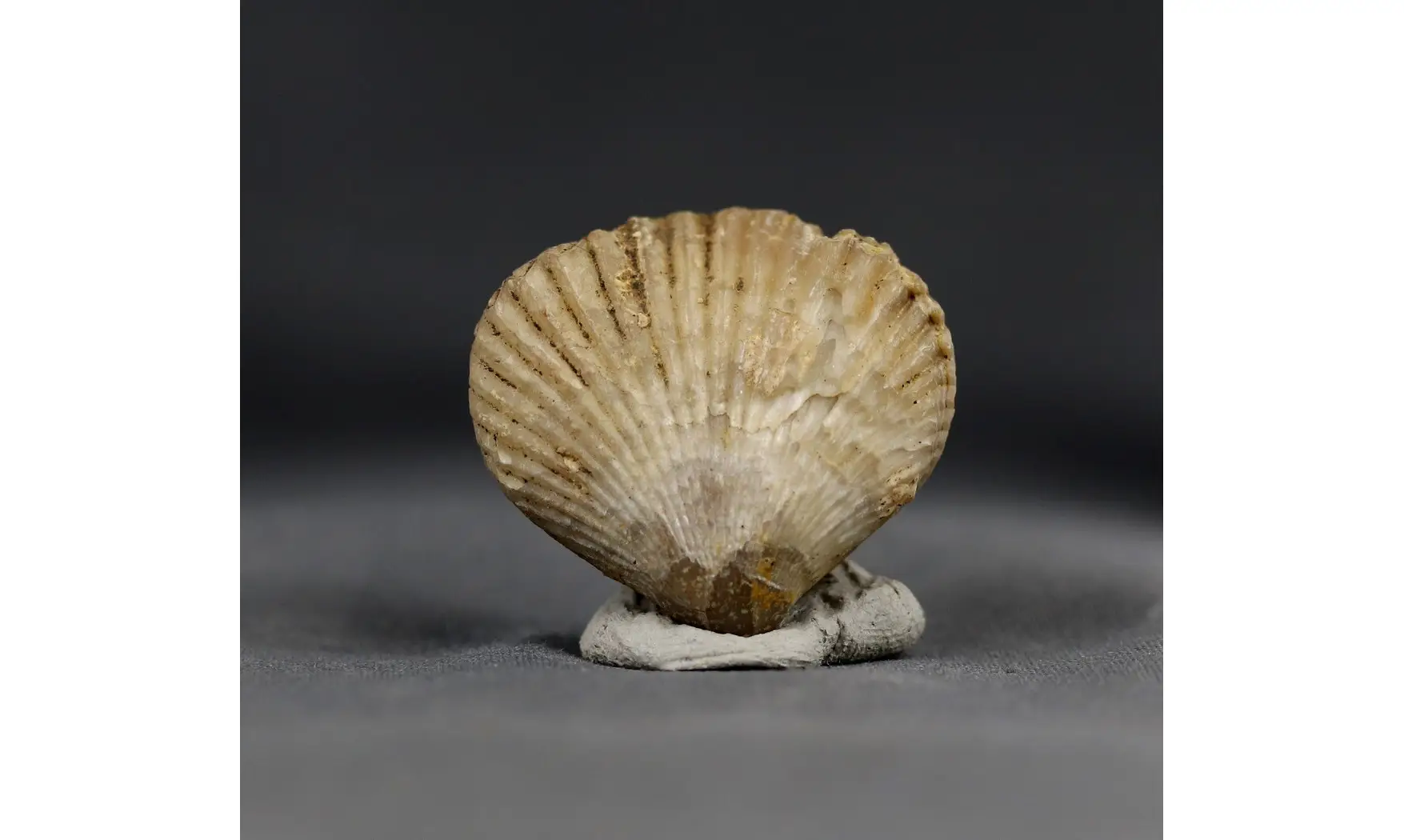 Formosarhynchia formosa