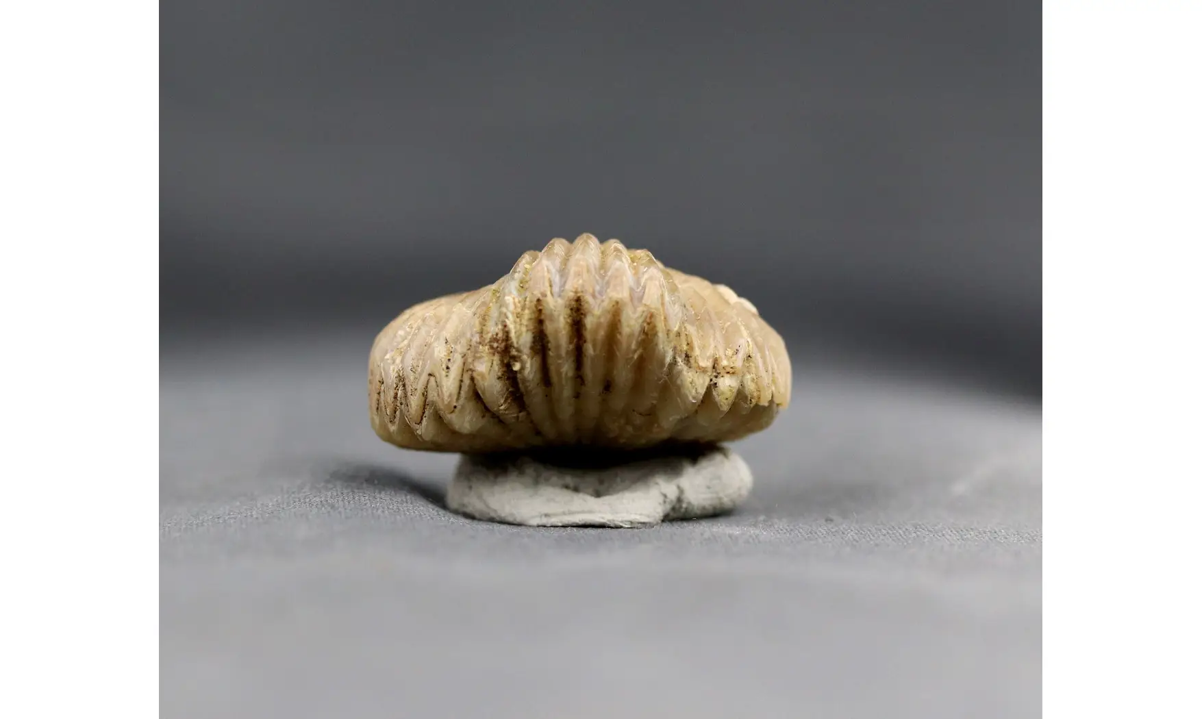 Formosarhynchia formosa