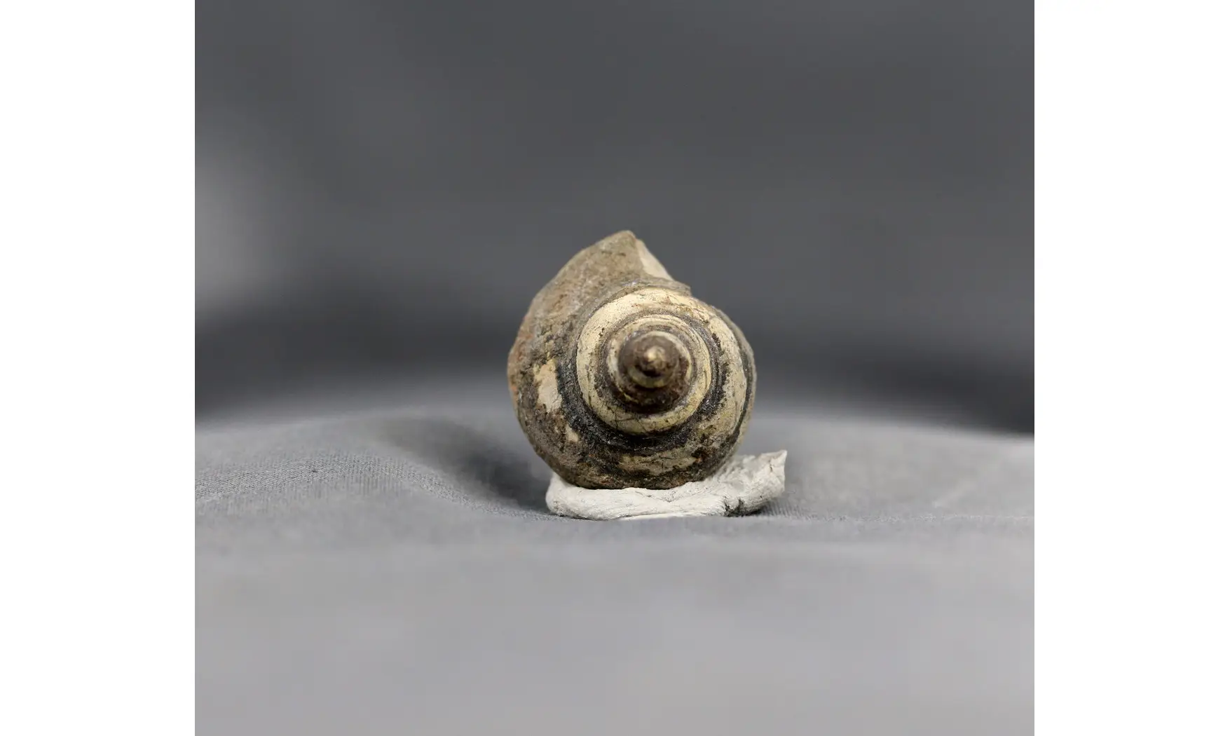 Bathrotomaria munstreri