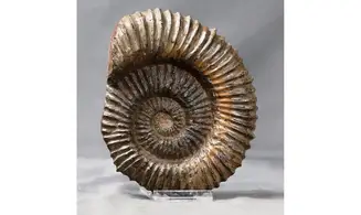 Aegocrioceras bicarinatum