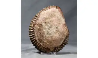 Aegocrioceras bicarinatum