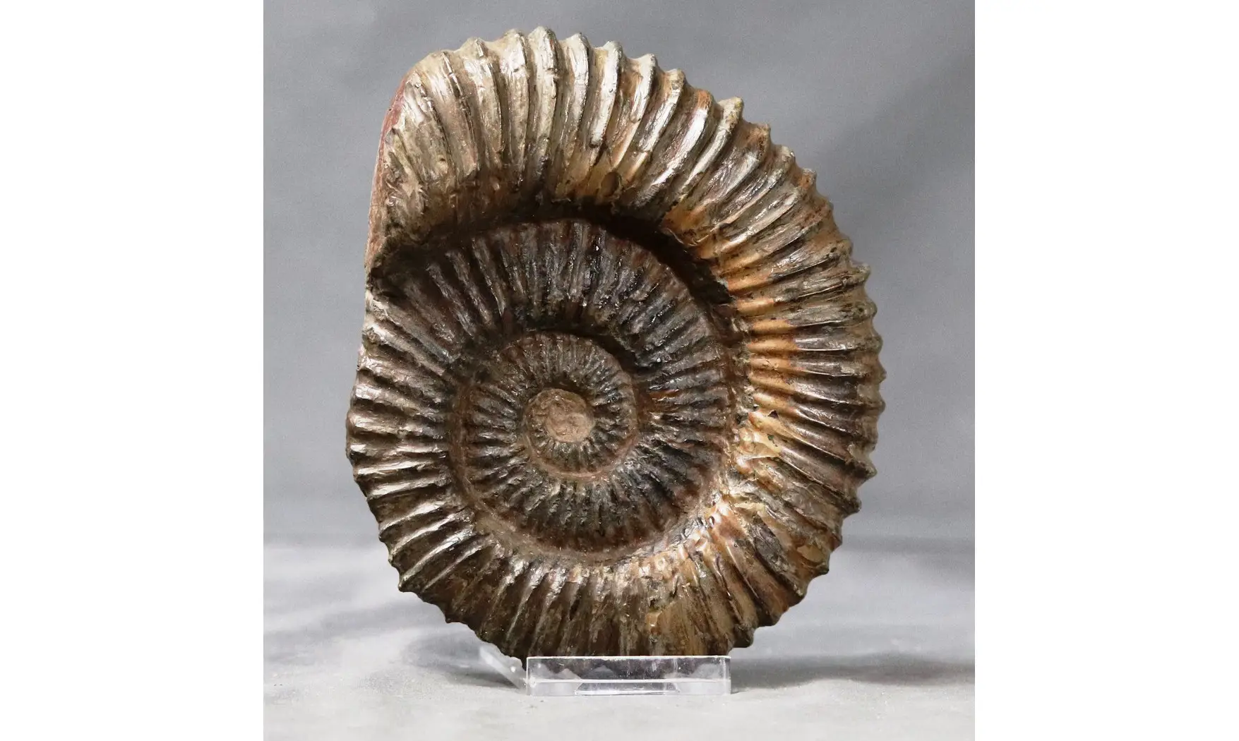 Aegocrioceras bicarinatum