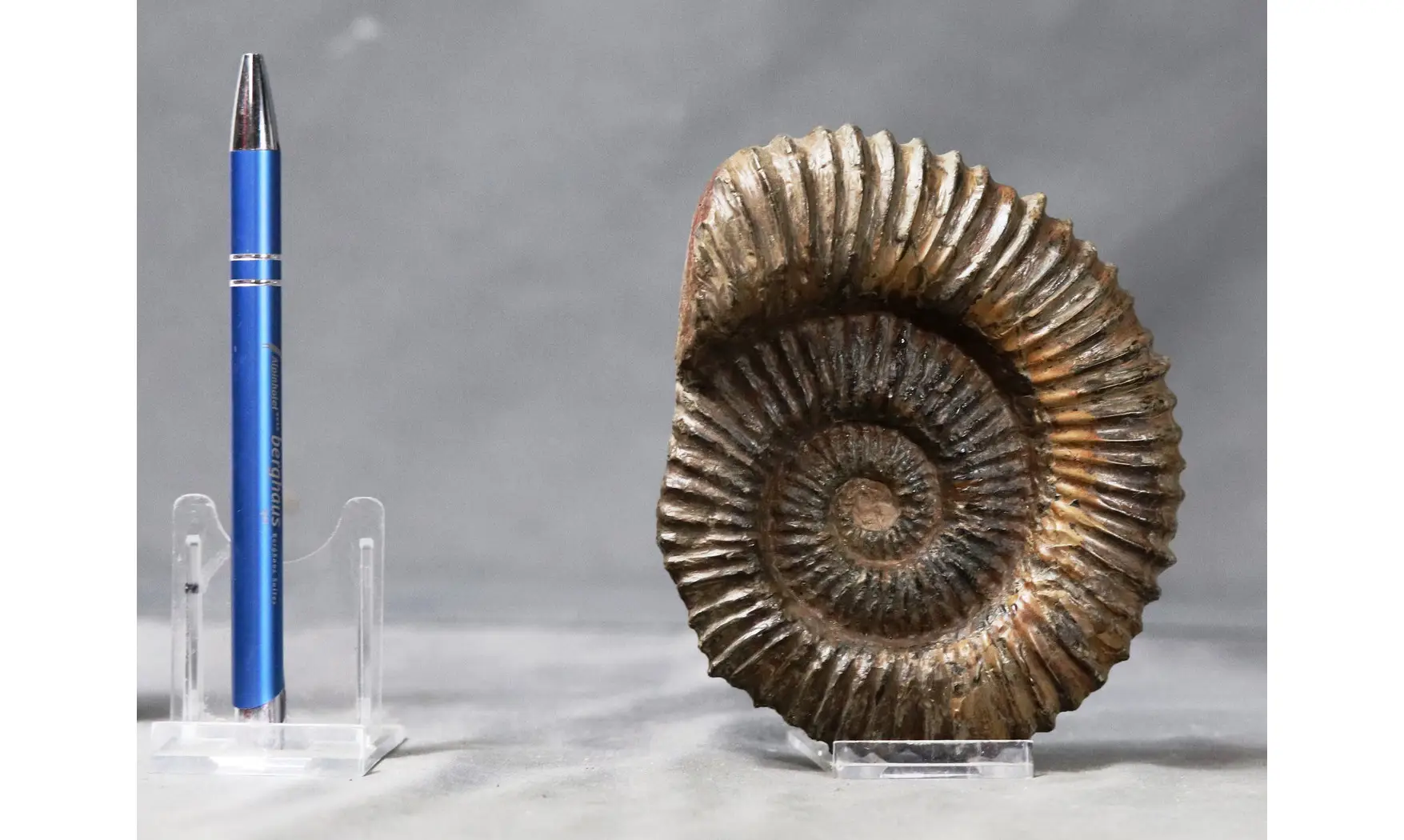 Aegocrioceras bicarinatum