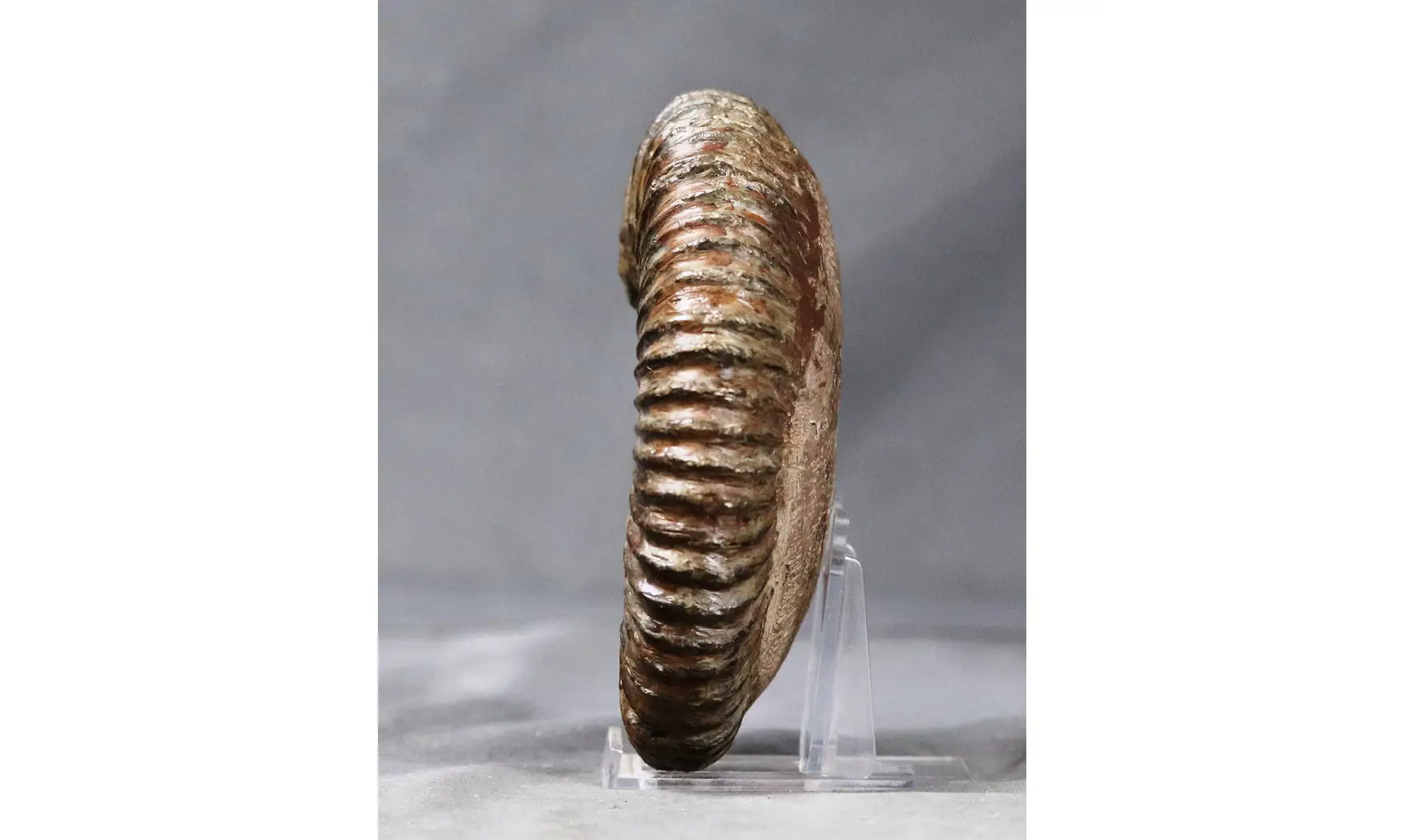Aegocrioceras bicarinatum