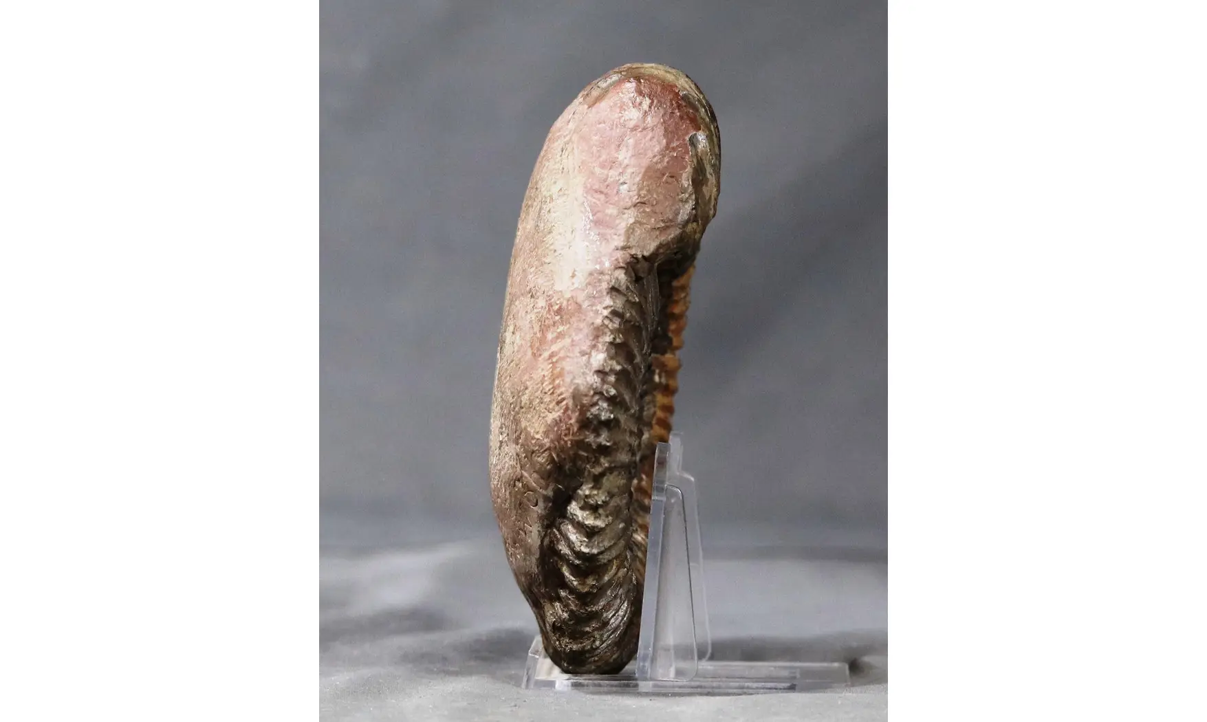 Aegocrioceras bicarinatum