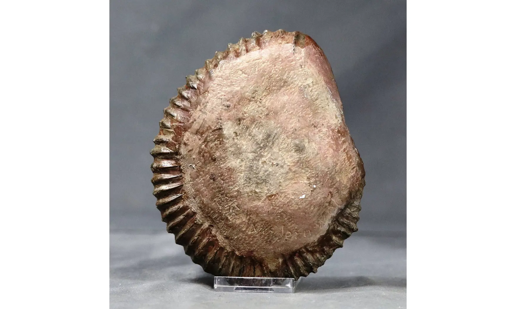 Aegocrioceras bicarinatum