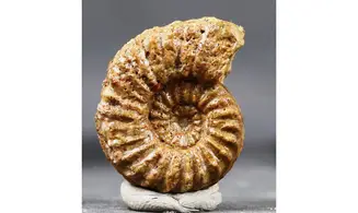 Pleuroceras hawskerense