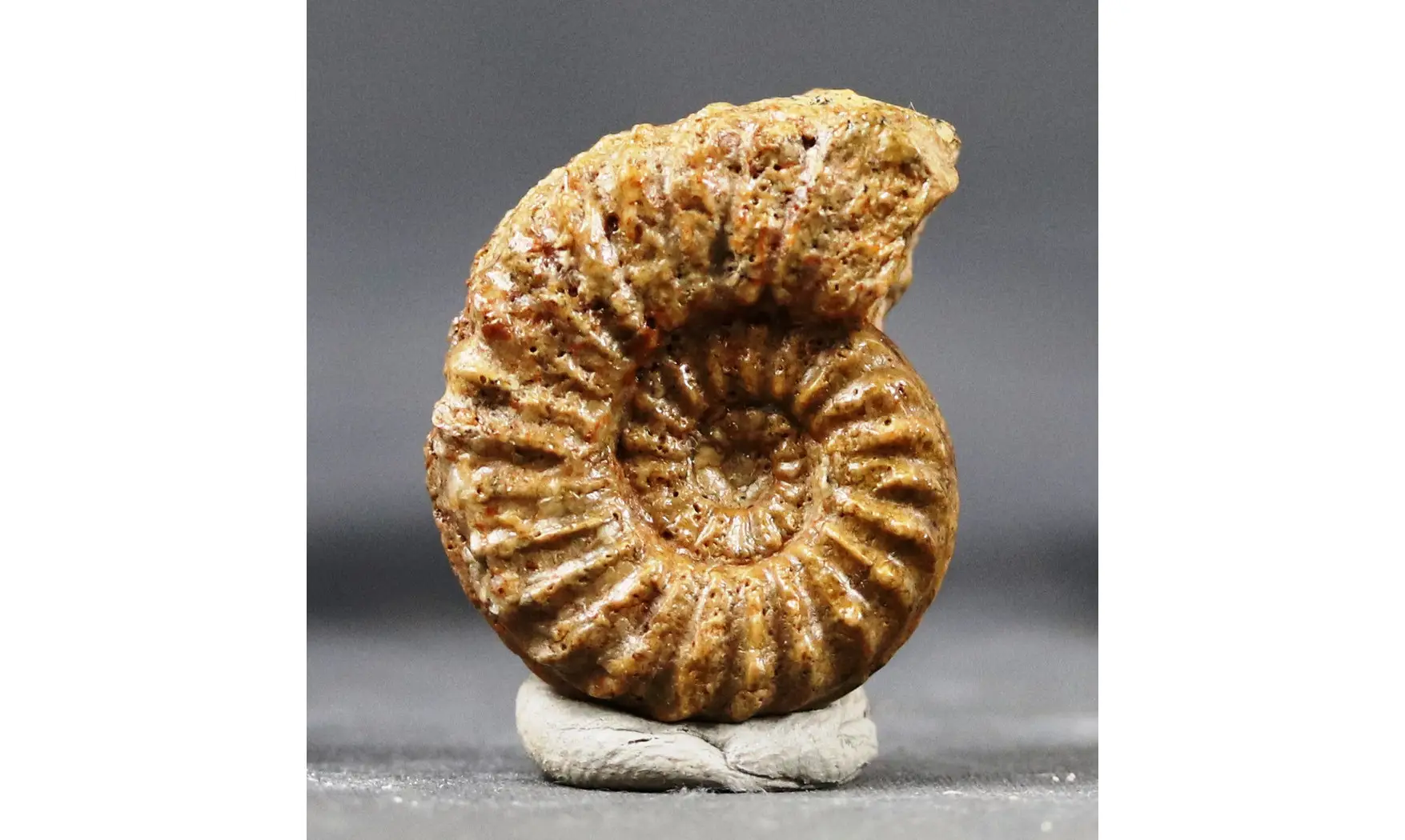 Pleuroceras hawskerense