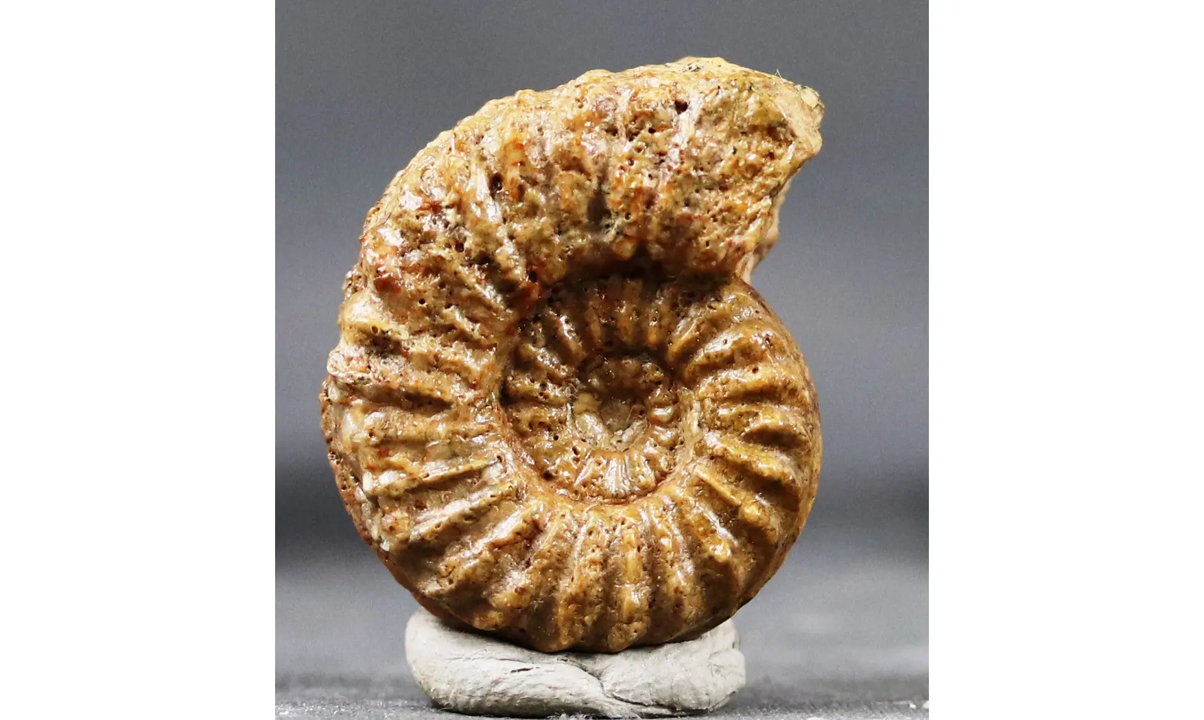 Pleuroceras hawskerense