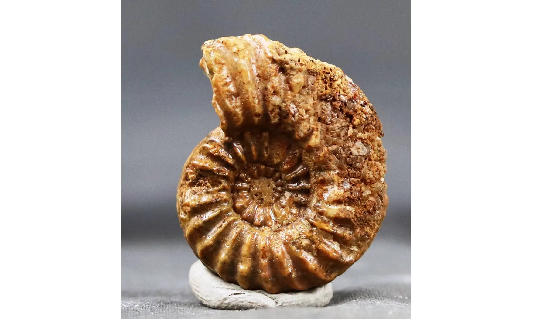 Pleuroceras hawskerense