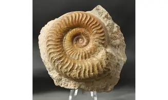 Grammoceras penestriatulum