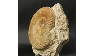 Grammoceras penestriatulum