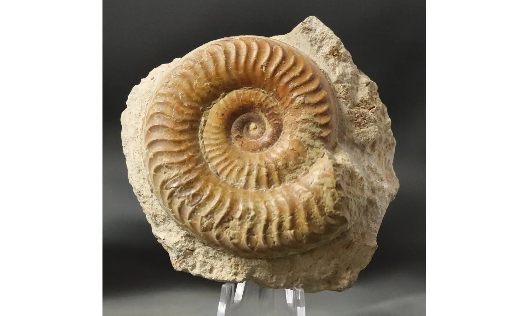 Grammoceras penestriatulum