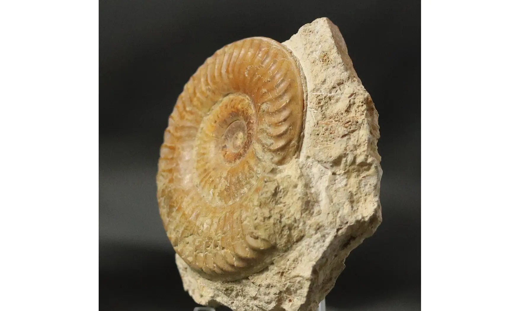 Grammoceras penestriatulum