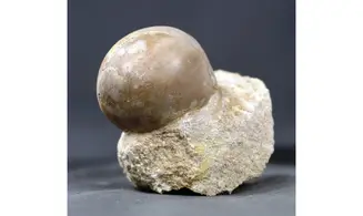 Sphaeroidothyris lenthayensis