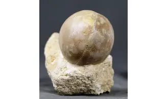 Sphaeroidothyris lenthayensis