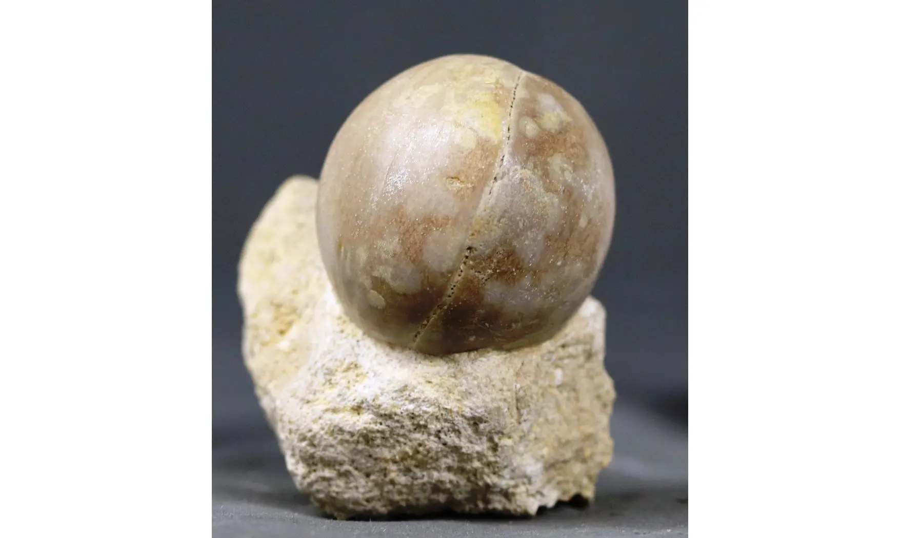 Sphaeroidothyris lenthayensis