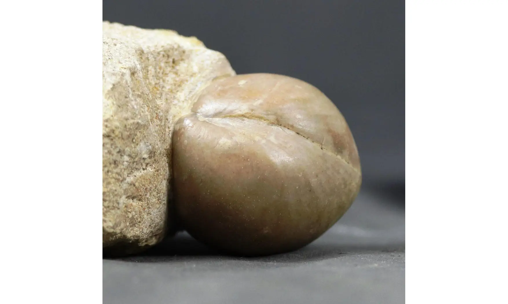 Sphaeroidothyris lenthayensis